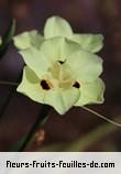 Fleurs-Fruits-Feuilles de dietes bicolor