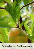 Fleurs-Fruits-Feuilles de dillenia indica