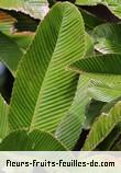 Feuilles de dillenia indica