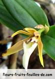 Fleurs de dinema polybulbon