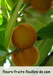 Fleurs-Fruits-Feuilles de diospyros blancoi