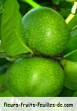 fruits de diospyros digyna
