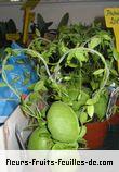 Fleurs-Fruits-Feuilles de dischidia pectenoides