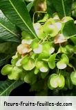 Fleurs-Fruits-Feuilles de dodonaea viscosa