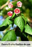 Fleurs-Fruits-Feuilles de dombeya elegans