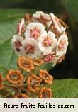 Fleurs-Fruits-Feuilles de dombeya ficulnea