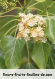 Fleurs-Fruits-Feuilles de dombeya populnea