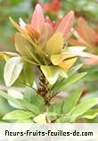 Fleurs-Fruits-Feuilles de doratoxylon apetalum