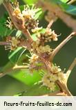 Fleurs de doratoxylon apetalum
