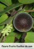 Fleurs-Fruits-Feuilles de dovyalis hebecarpa