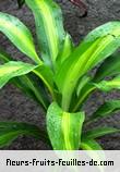 Feuilles de dracaena fragrans