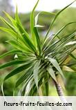 Feuilles de dracaena reflexa