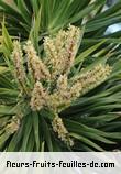 Fleurs de dracaena reflexa