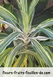 Feuilles de dracaena species
