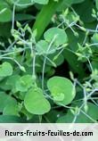 Fleurs-Fruits-Feuilles de drymaria cordata