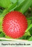 Fleurs-Fruits-Feuilles de duchesnea indica