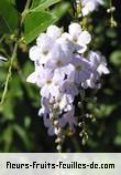 Fleurs-Fruits-Feuilles de duranta erecta