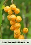 fruits de duranta erecta