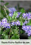 Fleurs-Fruits-Feuilles de duranta species