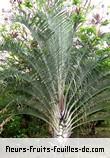 Feuilles de dypsis decaryi
