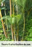 Feuilles de dypsis lutescens
