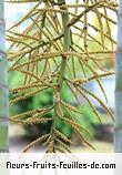 Fleurs de dypsis lutescens