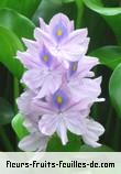 Fleurs de eichhornia crassipes