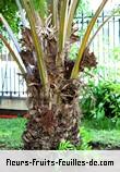 Fleurs-Fruits-Feuilles d'elaeis guineensis