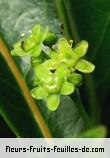 Fleurs de elaeodendron orientale