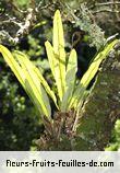 Feuilles de elaphoglossum richardii