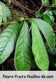 Feuilles de elatostema fagifolium