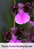 Fleurs de encyclia cordigera