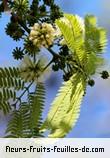 Fleurs de enterolobium cyclocarpum