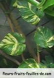 Feuilles de epipremnum pinnatum