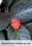 Famille des gesneriaceae