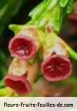 Fleurs de erica arborescens