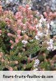 Fleurs-Fruits-Feuilles de erica galioides