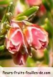 Fleurs de erica reunionensis