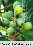 Fleurs-Fruits-Feuilles de eriobotrya japonica