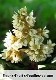 Fleurs de eriobotrya japonica