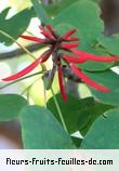 Fleurs-Fruits-Feuilles de erythrina coralloides