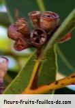 Fruit de eucalyptus robusta