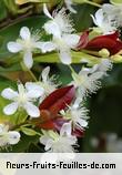 Fleurs de eugenia brasiliensis