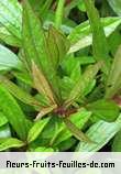 Feuilles de eupatorium ayapana