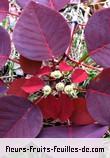 Fleurs-Fruits-Feuilles de euphorbia cotinifolia