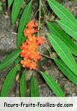 Fleurs-Fruits-Feuilles d'euphorbia fulgens