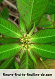 Feuilles de euphorbia heterophylla