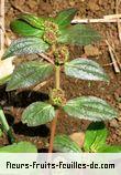 Fleurs-Fruits-Feuilles de euphorbia hirta