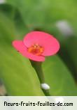 Fleurs-Fruits-Feuilles d'euphorbia milii_species