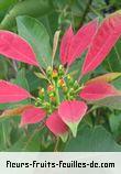 Fleurs-Fruits-Feuilles d'euphorbia pulcherrima